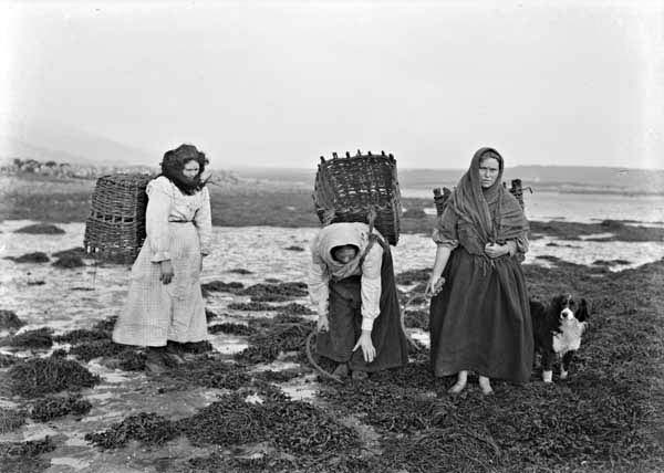 Kelp harvesting