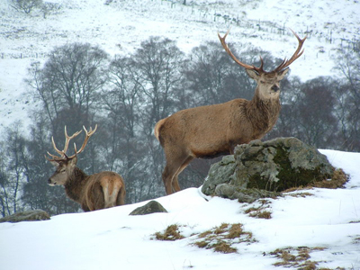 The Scottish Highland Stag Is An Ancient Power Symbol Of Scotland